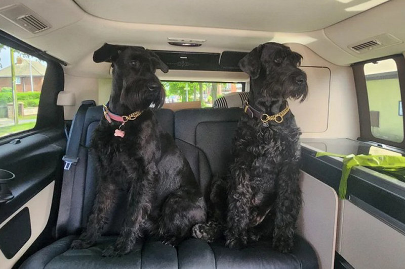 dogs.jpg